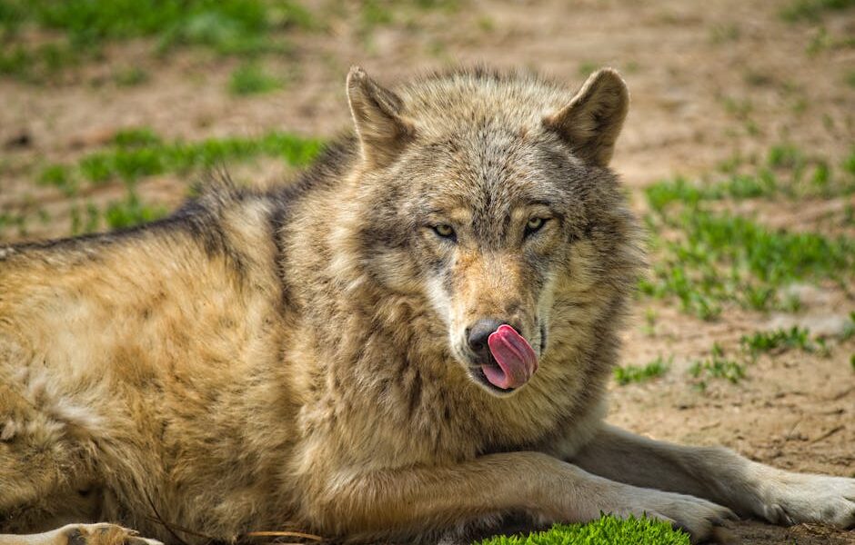 Wolf cut: powrót fryzury z lat 70. i 80. — trendy