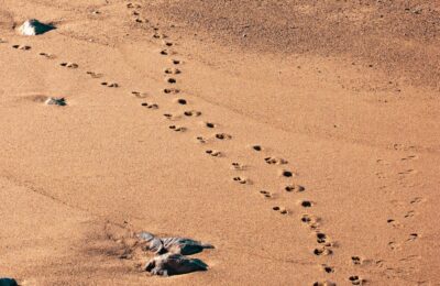 Brąz w modzie 2026 – eleganckie stylizacje i porady