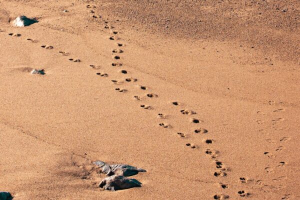 Brąz w modzie 2026 – eleganckie stylizacje i porady